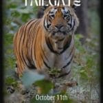 Alabama Mizzou Tailgate